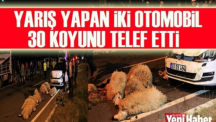 Yarış Yapan 2 Otomobil 30 Koyunu Telef Etti