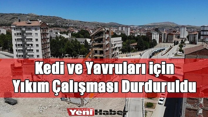 Yıkımı Durduran Kediler Kurtarıldı!