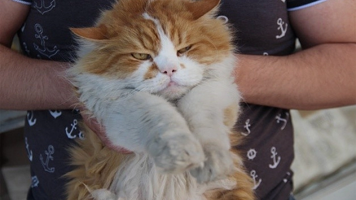 Elazığ'da Depresyone Giren Kedi!
