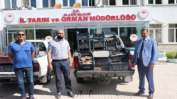 Elazığ'da Kaçak Balık Ele Geçirildi!