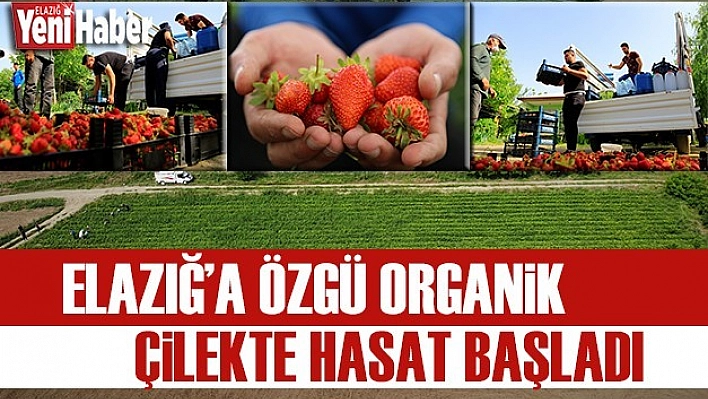 Elazığ'a Özgü Organik Çilekte Hasat Başladı