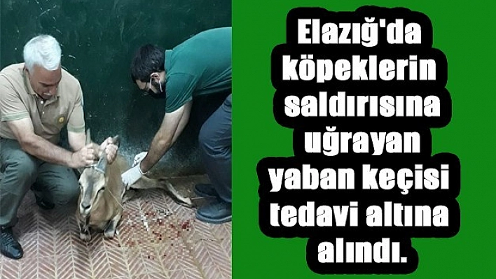 O Yaban Keçisi Tedavi Altına Alındı