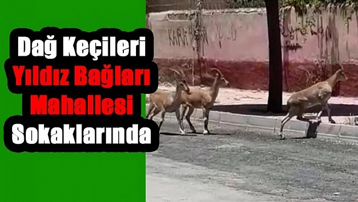 Önce Harput'a Şimdi, Yıldız Bağlarında