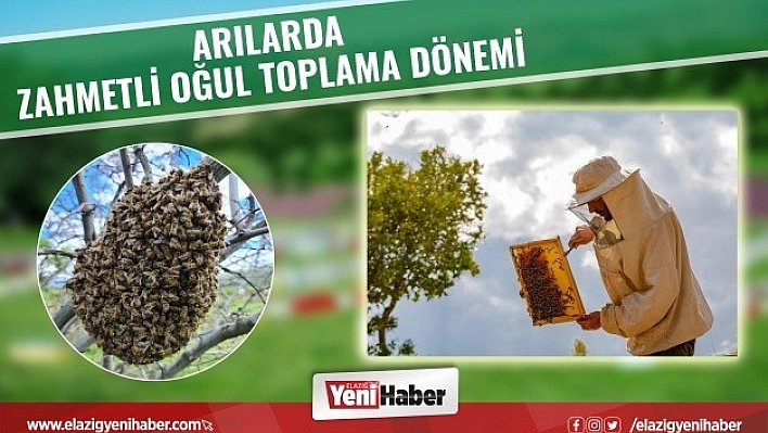 Sıcak Havayı Hisseden Bal Arıları Oğul Vermeye Başladı