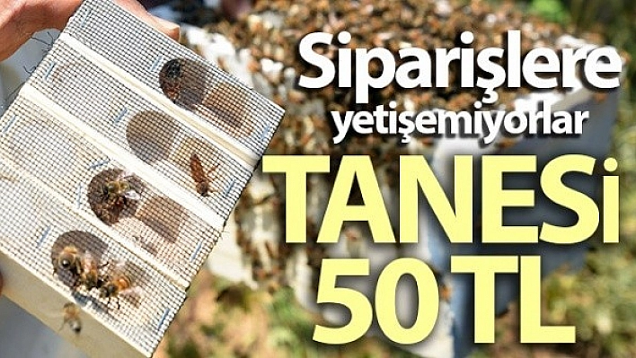 Ana Arı Taleplerine Yetişemiyor