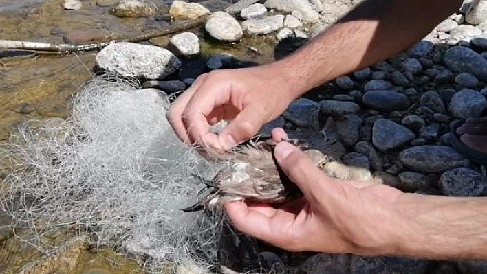 Bingöl'de ağa takılan kuşları vatandaş kurtardı