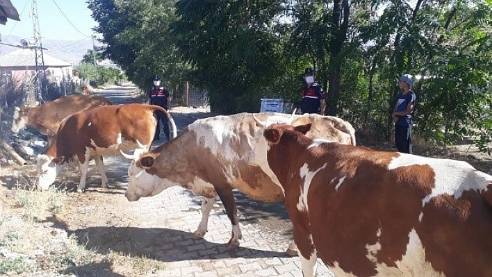 Kayıp Hayvanlar, Drone Yardımıyla Bulundu