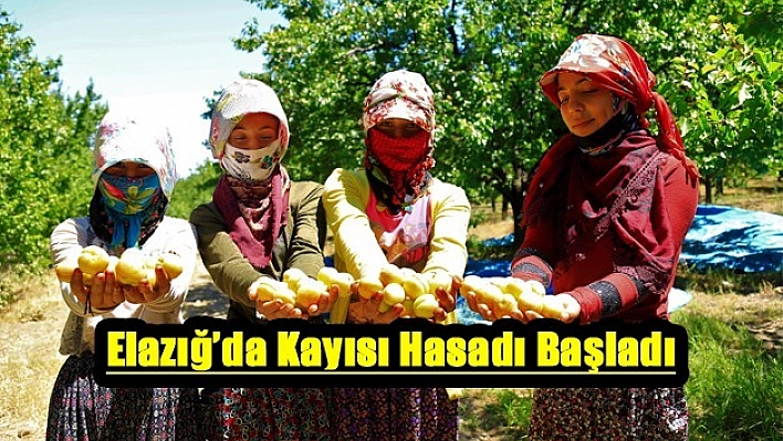 Kayısı Bu Sene Daha İyi Ve Güzel