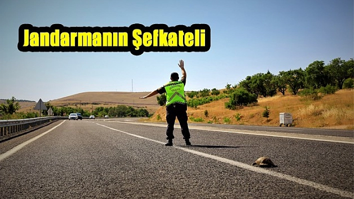Mehmetçik, Kaplumbağalar İçin Görevde