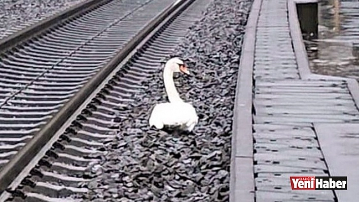 23 Tren Seferini Durduran Kuğu!