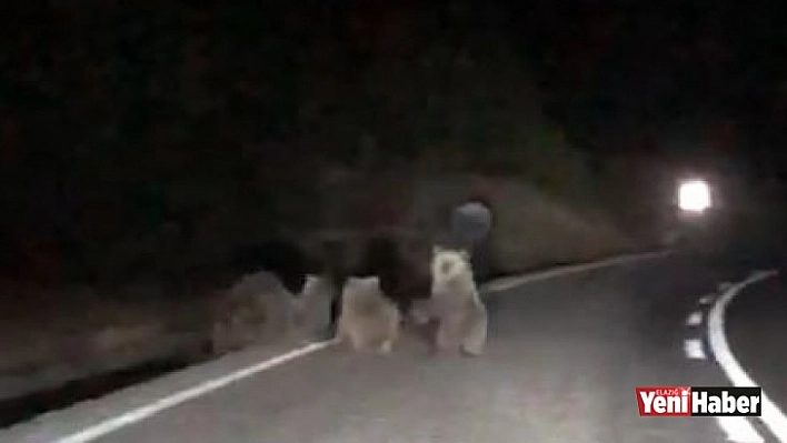 4 Boz Ayı Karayoluna İndi!