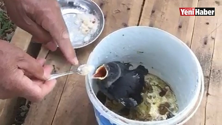 Yavru kargayı bebek gibi besliyor