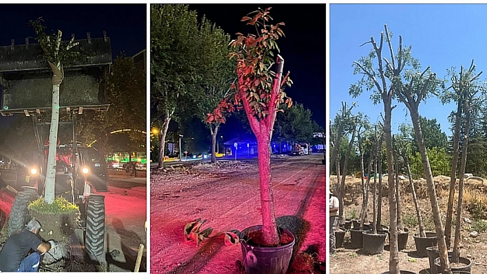 Ağaçlar Koruma Altına Alınıyor