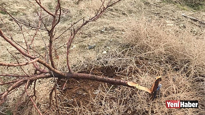 Ağaçlarını Keseni Fotokapanla Yakaladı