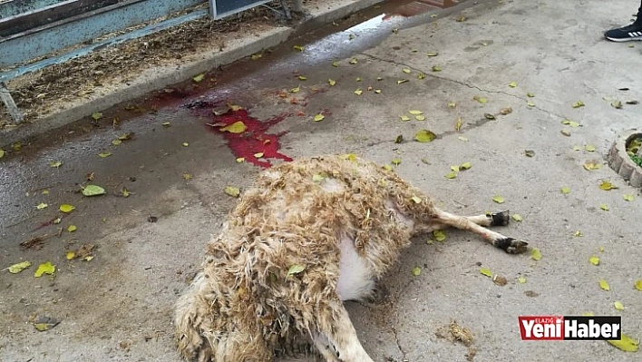 Ahıra Giren Kurt, Koyunları Telef Etti!