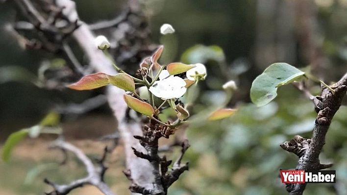 Armut Ağacı Ekim'de Çiçek Açtı!