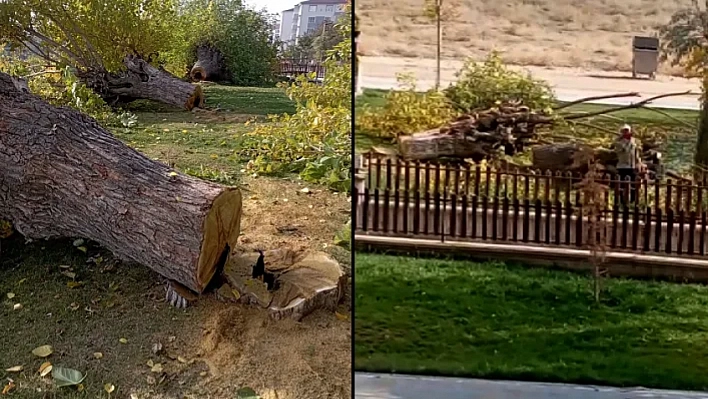 Asırlık 24 Dut Ağacı Kesildi