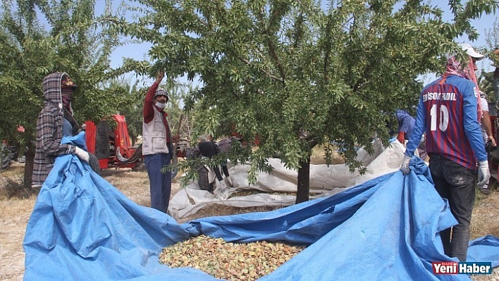 Bin Dönüme Ektiği Bademde Hasada Başladı