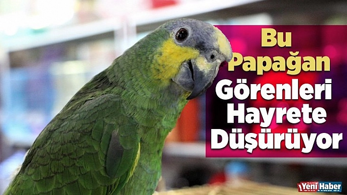 Bu Papağan Görenleri Hayrete Düşürüyor
