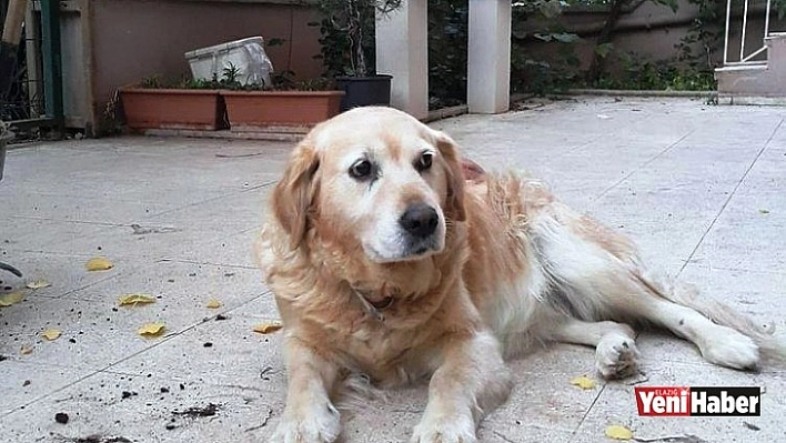 Can Dostu Çalındı Hayatı Alt Üst Oldu
