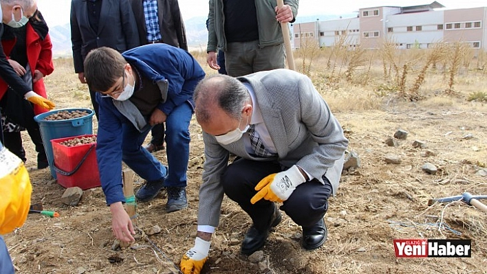 Cevizler Toprakla Buluştu!