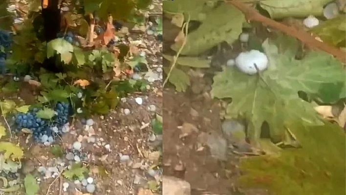 Dolu Üzüm Bağlarını Vurdu