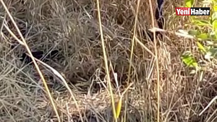Elazığ'da 2 metrelik yılanların dansı