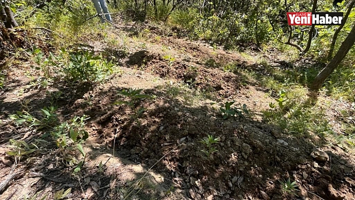 Elazığ'da 513 kök kenevir bitkisi ele geçirildi