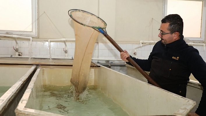 Elazığ'da Alabalık Sağım Çalışması