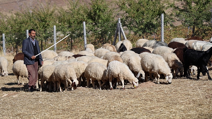 Elazığ'da Çalışacak Çoban Bulamıyor