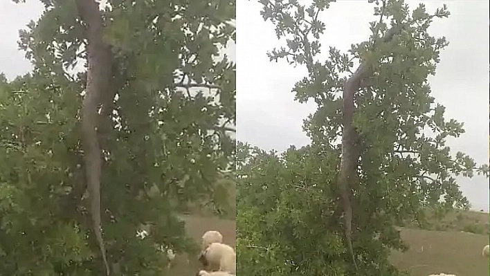 Elazığ'da Dev Yılan Korkuttu
