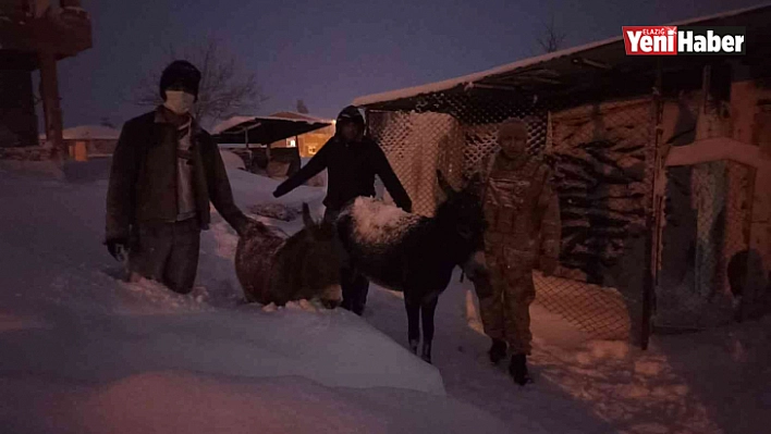 Elazığ'da donmak üzere olan hayvanlar kurtarıldı
