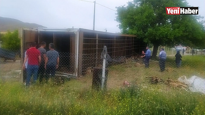 Elazığ'da hayvan yüklü tır yan yattı, 170 hayvan telef oldu