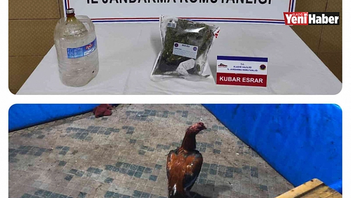 Elazığ'da Horoz Dövüşü Operasyonu!
