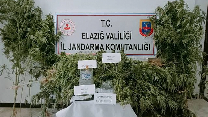 Elazığ'da Kök Keneviri Operasyonu