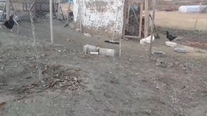 Elazığ'da 37 Tavuk Telef Oldu