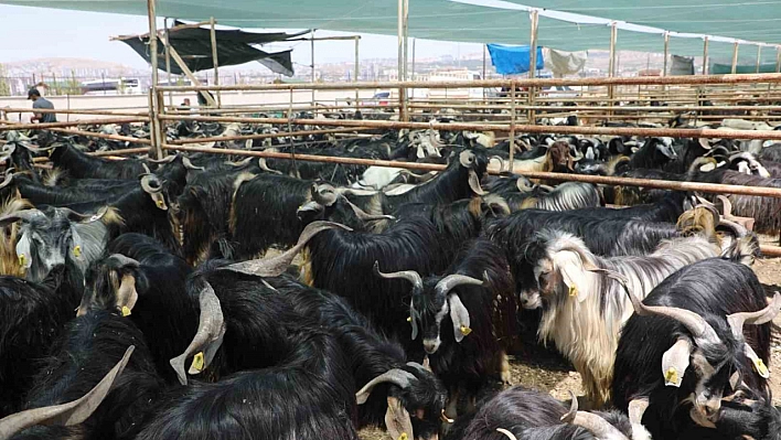 Elazığ'da kurban satış ve kesim alanı belirlendi