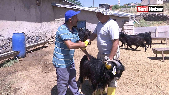 Elazığ'da Kurbanlık Fiyatları Çıldırdı