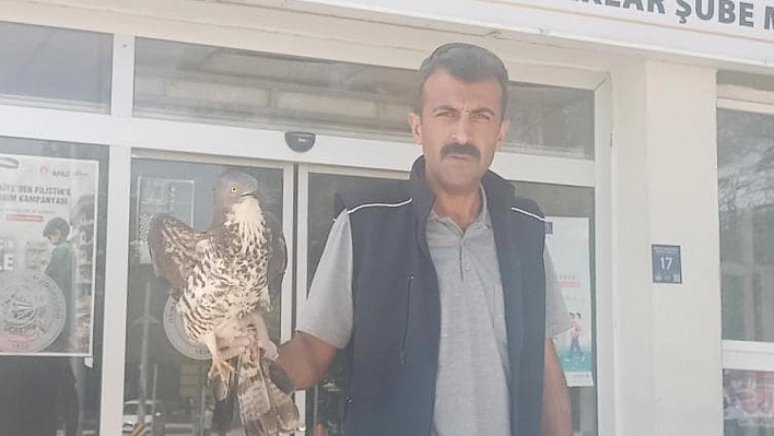 Yaralı Şahin Tedavi Altına Alındı