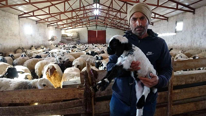 Yeni Yılın İlk Kuzuları Dünyaya Geldi