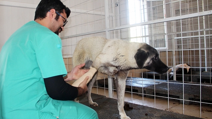 Bacakları Kırık 8 Köpek Tedavi Altına Alındı
