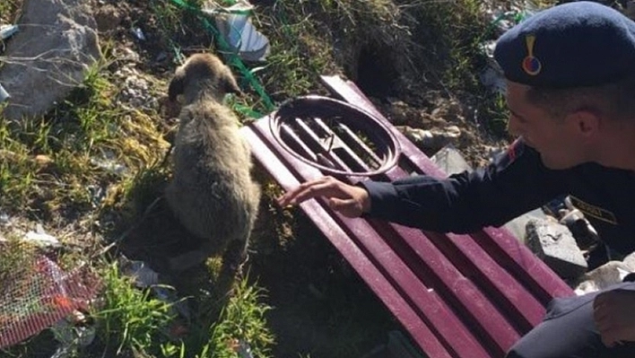 Yavru Köpeği Mehmetçik Kurtardı