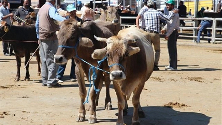 Kurban Satış ve Kesim Yerleri Belirlendi