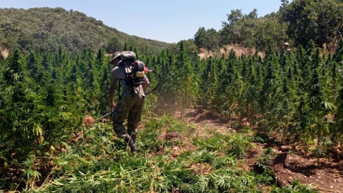 7 Operasyonda 12 Milyon Kök Kenevir Yakıldı