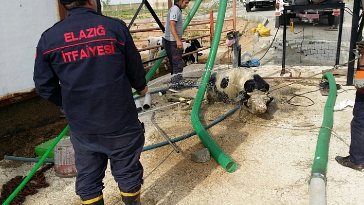 Çukura Düşen İneği İtfaiye Kurtardı