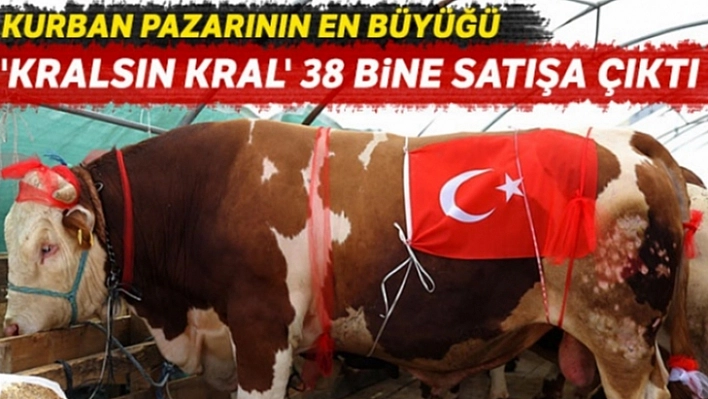 Kral, Müşterisini Bekliyor