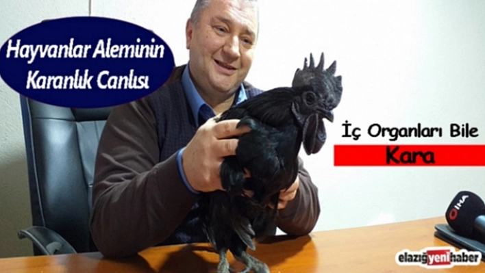 Görenleri Şaşkına Uğratan Horoz