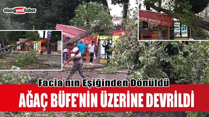 Fırtınanın yıktığı ağaç büfenin üzerine devrildi
