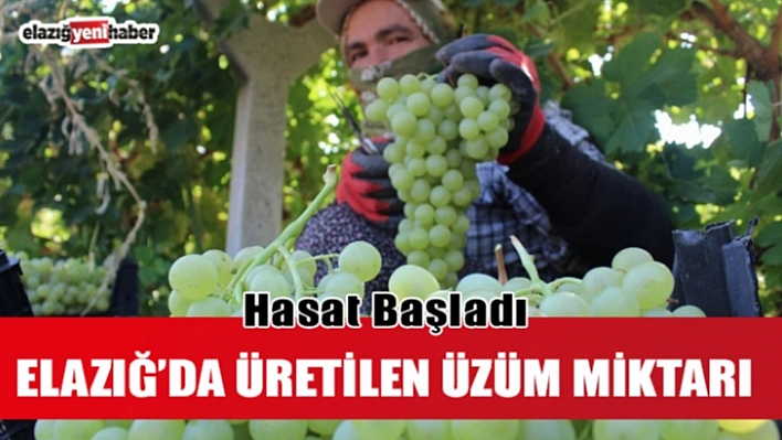 Tescilli Üzümde Hasat Zamanı