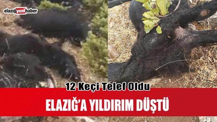 Yıldırım düştü, 12 keçi telef oldu!